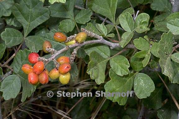 rhus aromatica 7 graphic